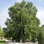 Este ejemplar situado en el Parque del Retiro es famoso por ser el árbol más antiguo de Madrid. O al menos eso dicen algunos botánicos e historiadores. El árbol en cuestión se encuentra muy cerca de la puerta de Felipe IV, con entrada desde la calle Alfonso XII.