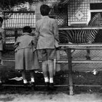 Niños observando a una cebra, años 50
