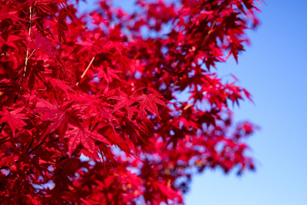 Acer palmatum o arce japonés: el árbol del otoño