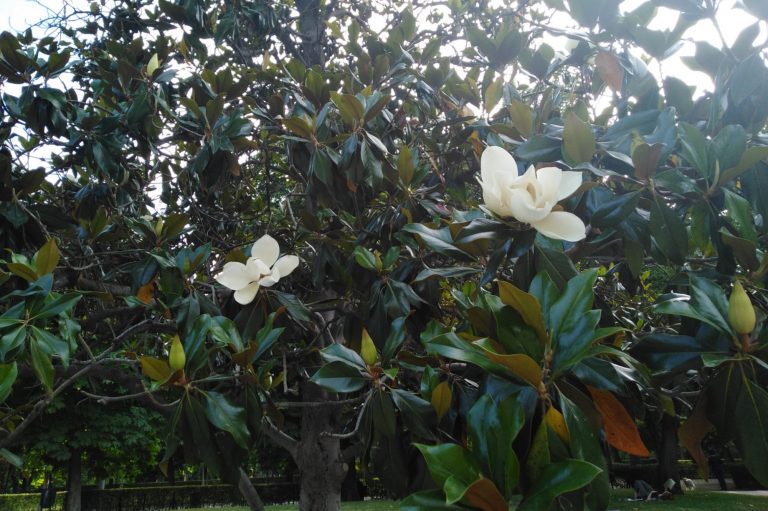 El magnolio. El rey de los parques y jardines en verano