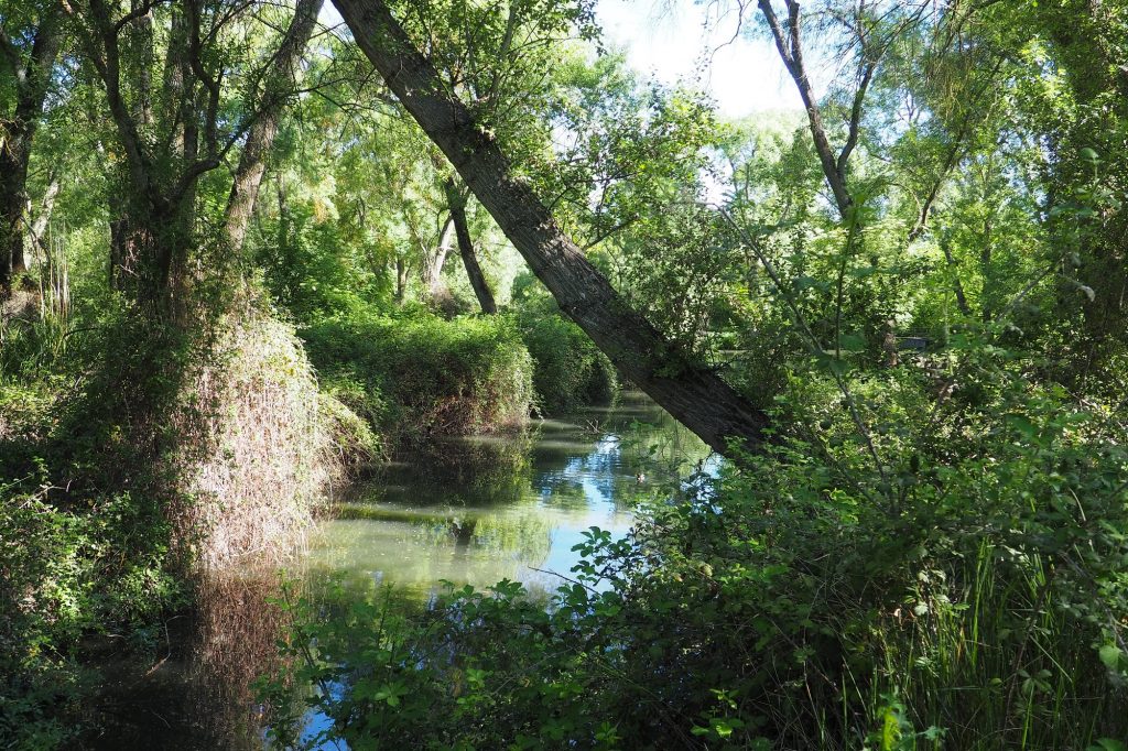 El Arroyo de Meaques, una reja y un puente en la Casa de Campo