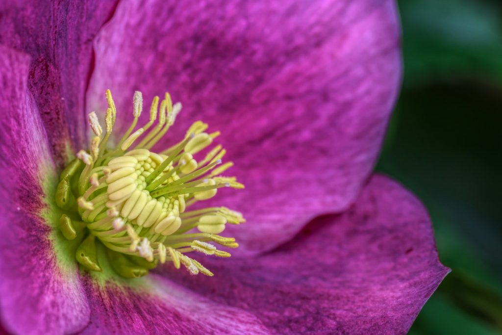 El Heléboro o Rosa de invierno. La flor que florece en los meses más fríos