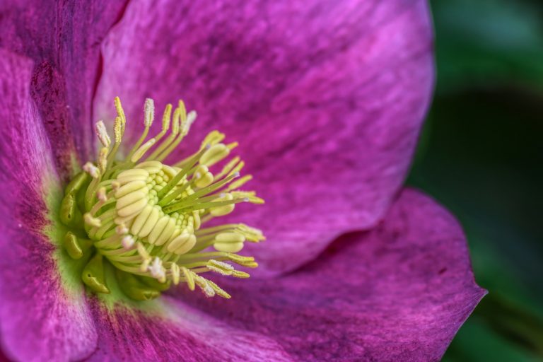 El Heléboro o Rosa de invierno. La flor que florece en los meses más fríos